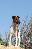 FOX TERRIER POIL LISSE 106